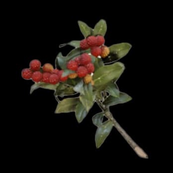 Candleberries
