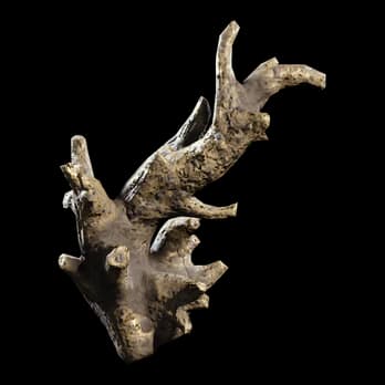 Fossilized Lightning