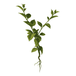 Great Mullein