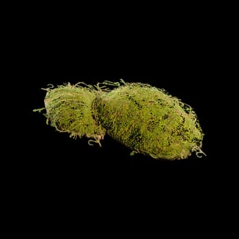 Moss
